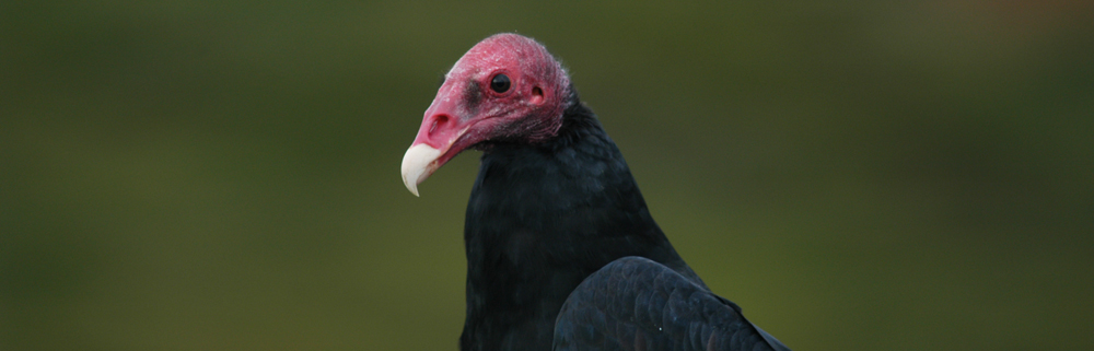 TURKEY VULTURE Cathartes aura